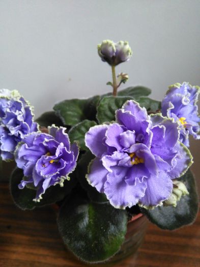  - A-Violete