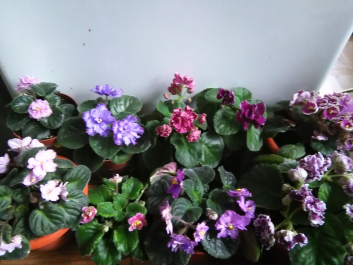  - A-Violete