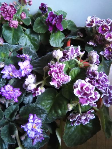  - A-Violete