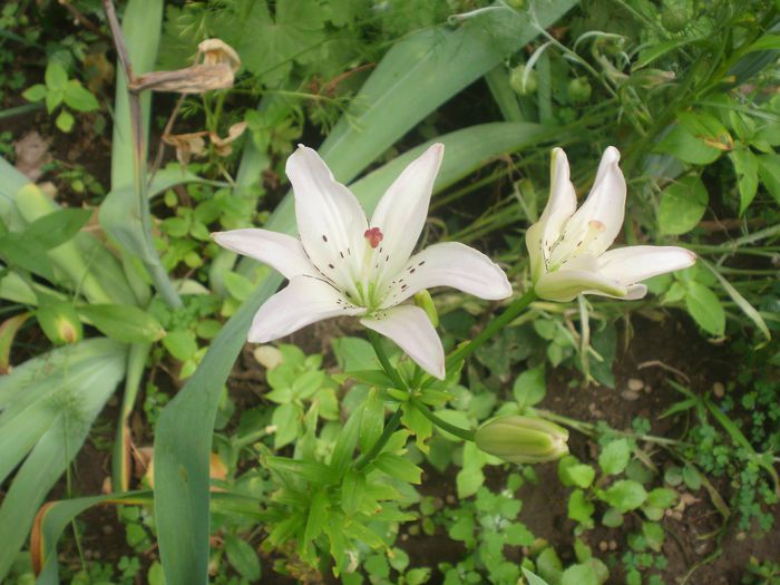  - Plante II