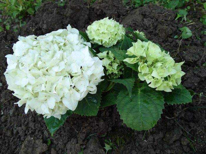 19.06.2015 sper sa se prinda - f-vara 2015