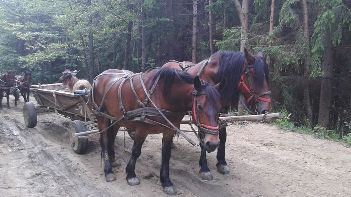 20150531_112532 - CAII 2015