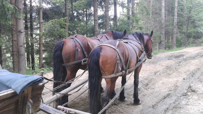 20150531_113305 - CAII 2015