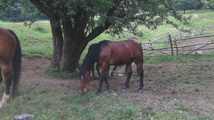 20150531_135432 - CAII 2015