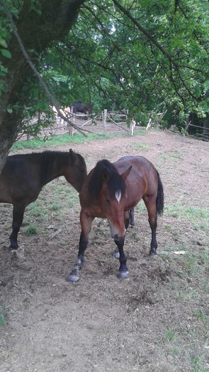 20150531_135458 - CAII 2015