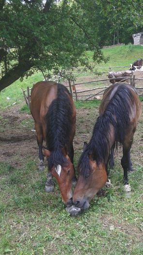 20150531_135643 - CAII 2015