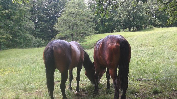 20150531_135657 - CAII 2015