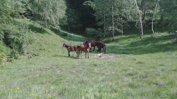 20150531_163343 - CAII 2015