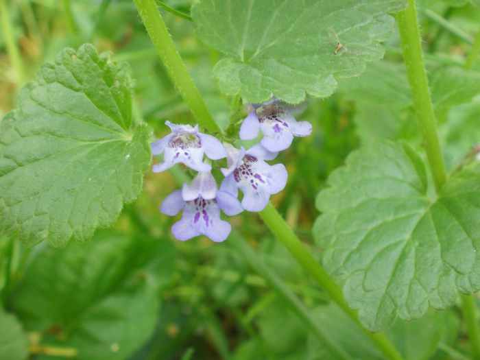 Glechoma hederacea? - Identificare