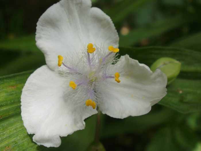 Tradescantia virginiana- cumparata ca `Innocence`, insa am dubii - Identificare