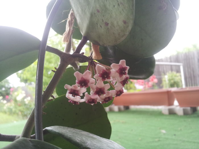 20150621_145527 - Hoya obovata