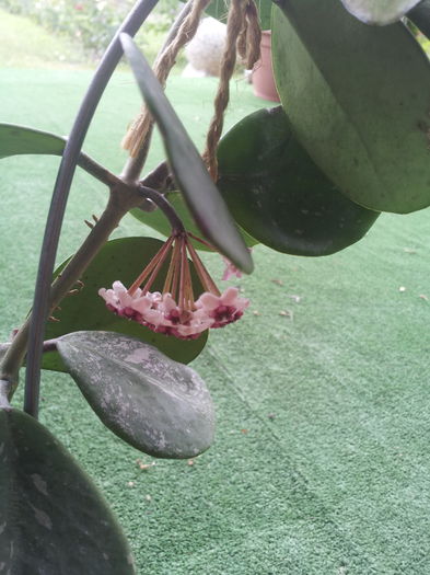 20150621_145539 - Hoya obovata