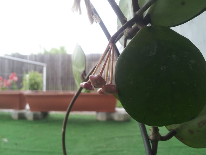 20150621_145550 - Hoya obovata