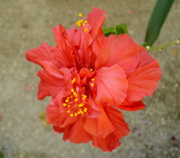 Mai 2015 - Hibiscus