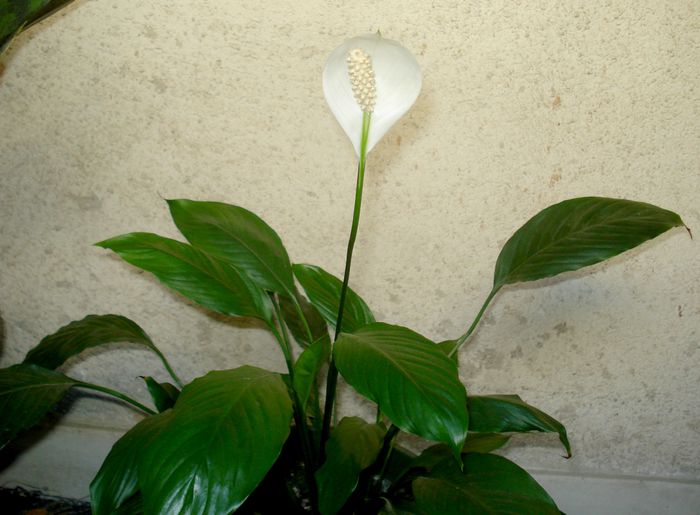 Iunie 2015 - Spathiphyllum - crinul pacii