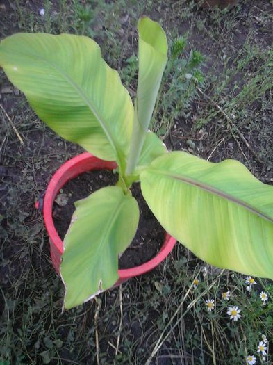 Musa Paradisiaca