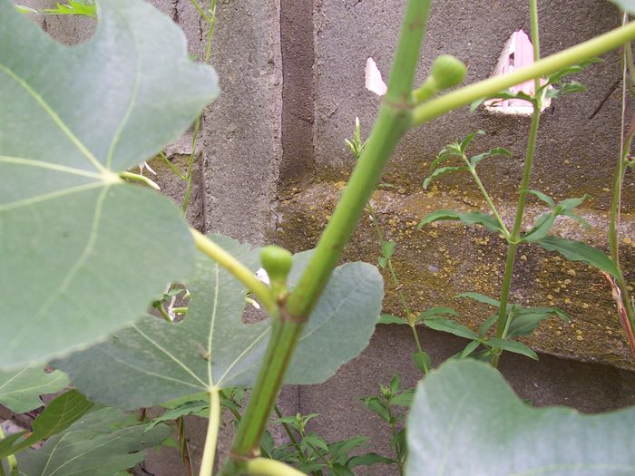 my photo 410 - Mai-2015