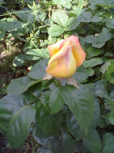 ABCD0010 - trandafiri in doua  culori