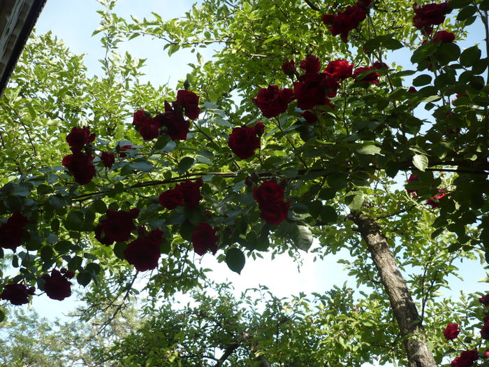Picture 615 - urcatori rosii blase superior