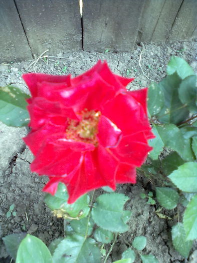 ABCD0001 - trandafiri mei 2015