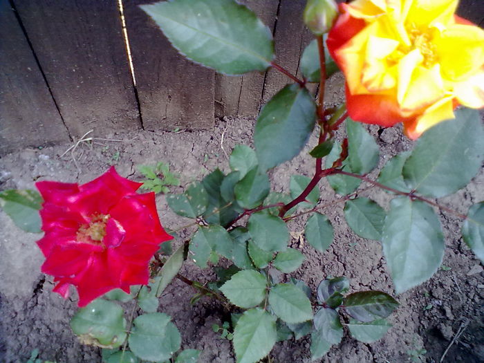 ABCD0002 - trandafiri in doua  culori