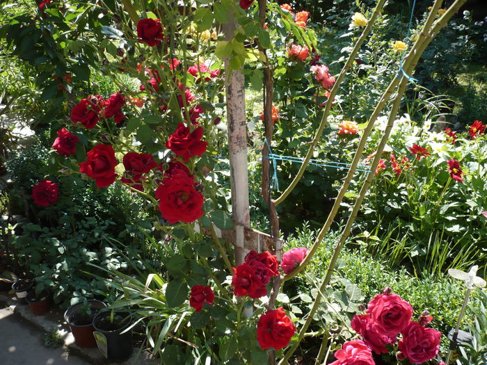 Picture 761 - urcatori rosii blase superior