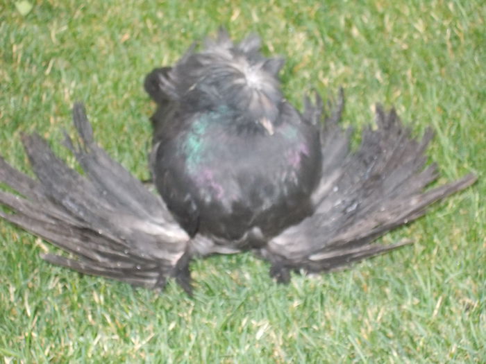 DSCN0222 - Poze 21 06 15