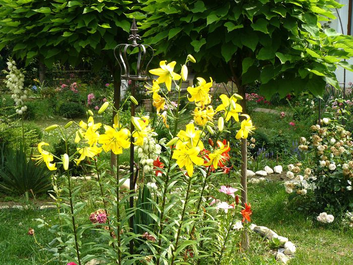 Yellow County - Gradina rozelor Iunie 2015