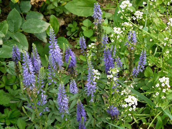 Veronica longifolia cred...