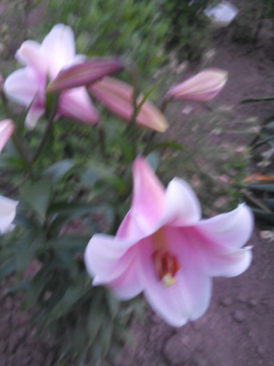 regal trompeta urias