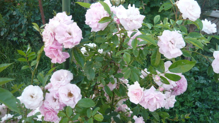 712 - Hybrid multiflora Beauty Thousand
