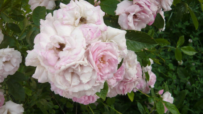 038