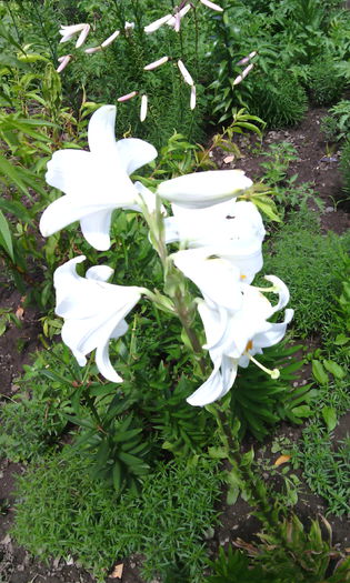 IMG_20150621_124034[1] - crini de gradina