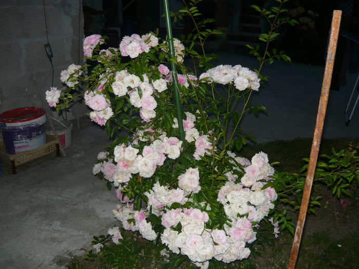 223 - Hybrid multiflora Beauty Thousand