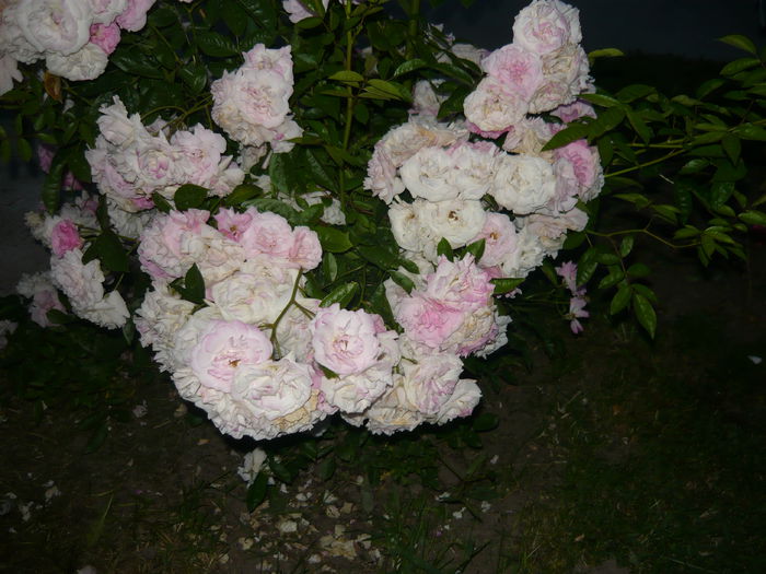 224 - Hybrid multiflora Beauty Thousand
