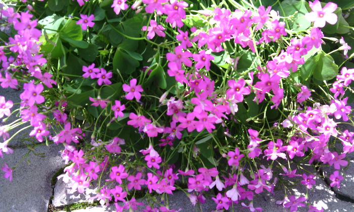 IMG_20150621_121458[1]