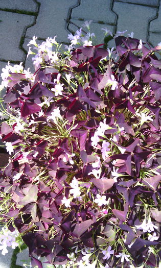 IMG_20150621_121655[1] - oxalis