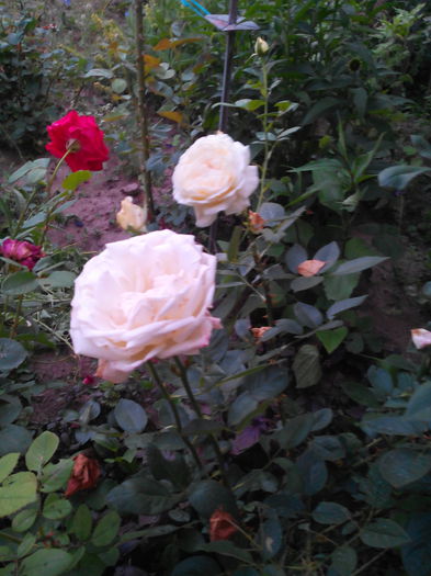 IMG_20150620_204106 - Trandafiri 2015