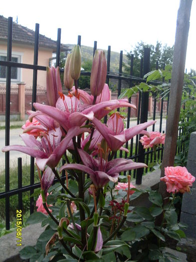 SDC16198