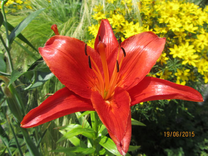 IMG_0340 - Flori de gradina-2015Vara