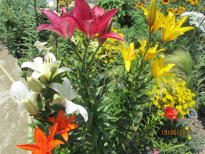 IMG_0335 - Flori de gradina-2015Vara