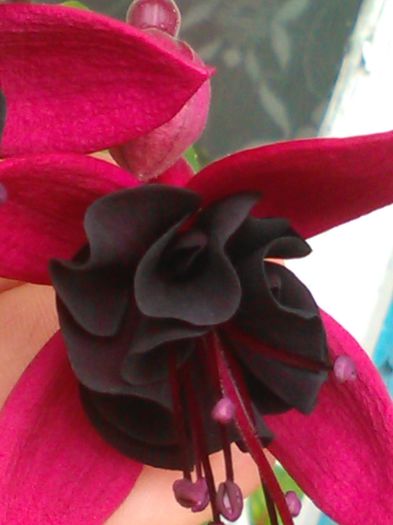 fuchsia blacky - f fuchsia blacky