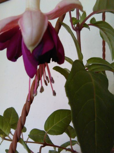 fuchsia-southgate