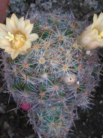 Mammillaria prolifera ssp texana-14.06.2015 - SPECIA Mammillaria prolifera ssp texana andreiandrei