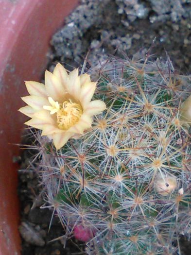 Mammillaria prolifera ssp texana-14.06.2015 - SPECIA Mammillaria prolifera ssp texana andreiandrei