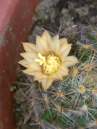 Mammillaria prolifera ssp texana-14.06.2015 - SPECIA Mammillaria prolifera ssp texana andreiandrei