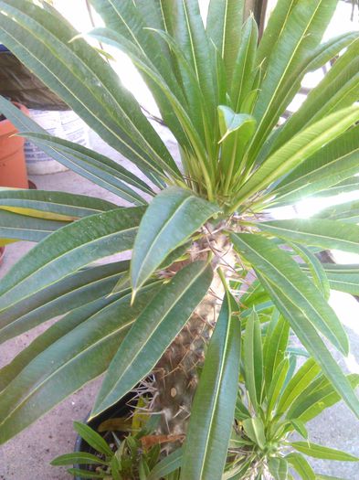 pachypodium - SPECIA Pachypodium lamerei