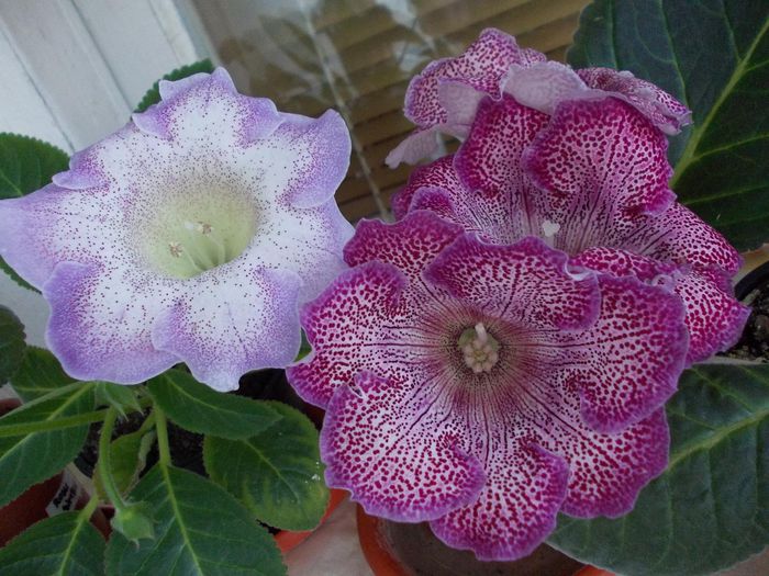 11416609_944474728906899_1971115096_o