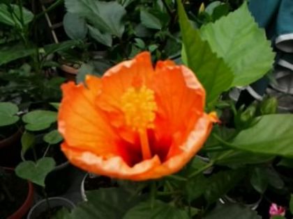 Fotografie5659 - Hibiscusi 1