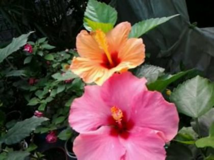 Fotografie5675 - Hibiscusi 1